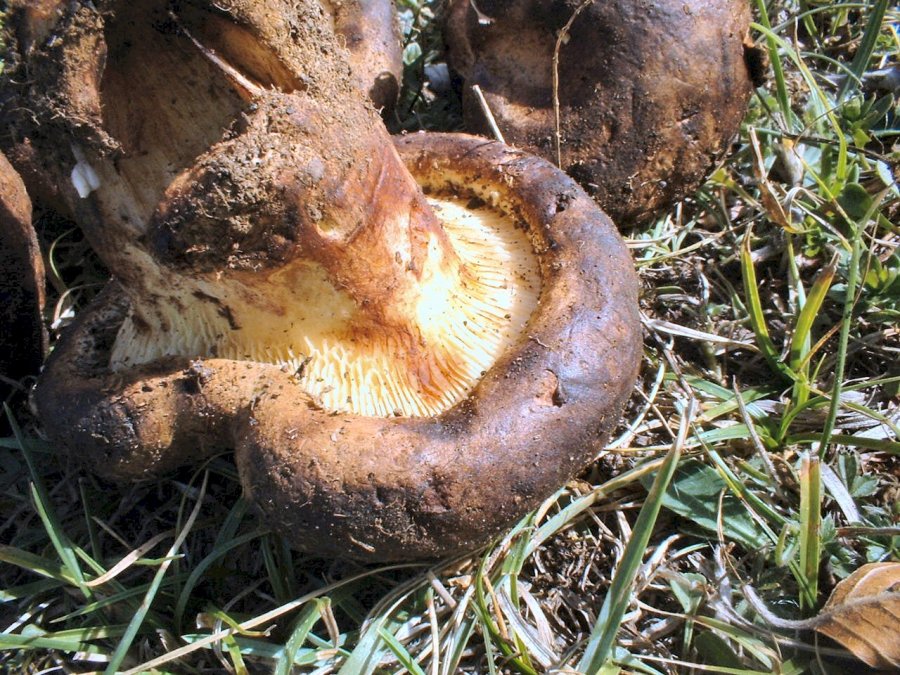 paxillus involutus